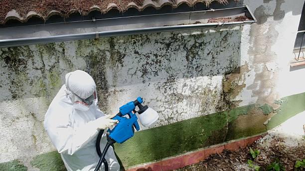 Top rated local Basement Mold Removal specialists in Shade Gap, PA